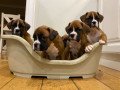 boxer-puppies-whatsapp-me-on-447440524997-small-0