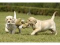 gorgeous-golden-retriever-puppies-small-0