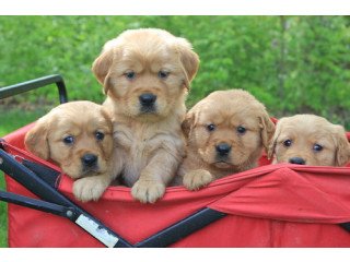 Elite smart pro-Golden Retriever puppies