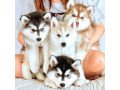 siberian-husky-puppies-small-0