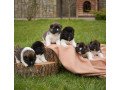 akita-puppies-available-small-0