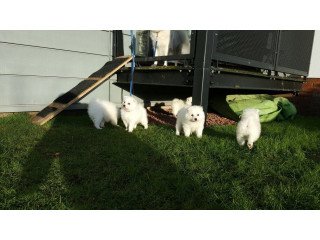 Charming and Beautiful, outstanding Japanese spitz puppies ready now.