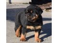rottweiler-puppies-for-sale-small-0