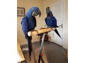 hyacinth-macaw-parrots-for-sale-small-0