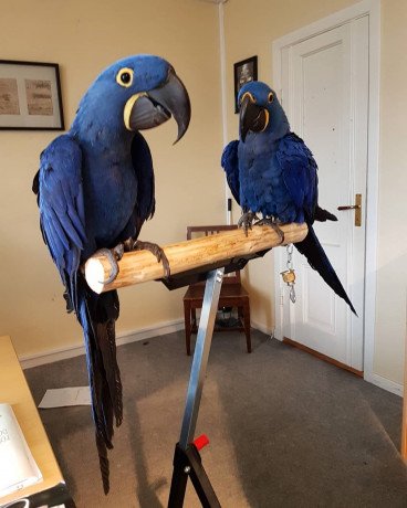 hyacinth-macaw-parrots-for-sale-big-0