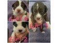 puppies-collie-crosses-small-3