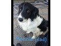 puppies-collie-crosses-small-0