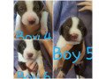 puppies-collie-crosses-small-2