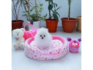 Two Awesome T-Cup Pomeranian Puppies
