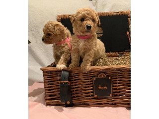 Cavapoo Puppies with all papers