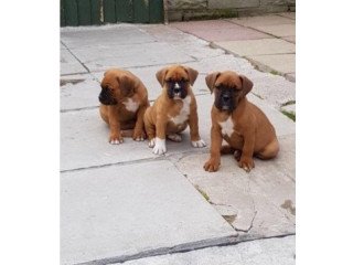 Awesome Boxer Puppies