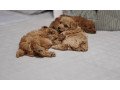 beautiful-toy-poodle-puppies-kc-registered-small-0