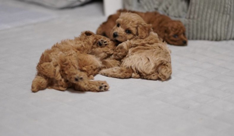 beautiful-toy-poodle-puppies-kc-registered-big-0