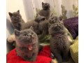 british-shorthair-kittens-small-0