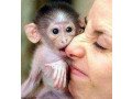 adorable-capuchin-monkeys-small-0