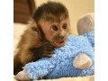 capuchin-monkeys-available-small-0