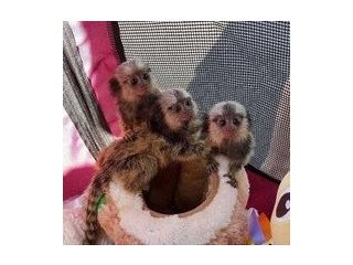 Marmoset Monkeys Available Now