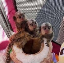 marmoset-monkeys-available-now-big-0
