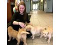 4-adorable-golden-retriever-puppies-small-0