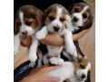 tri-coloured-beagle-pups-small-0
