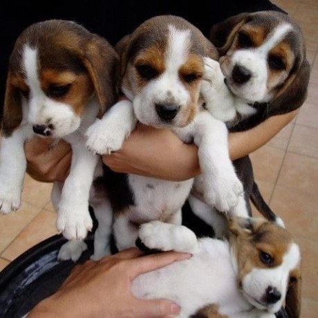 tri-coloured-beagle-pups-big-0