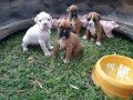 adorable-boxer-puppies-for-sale-small-0