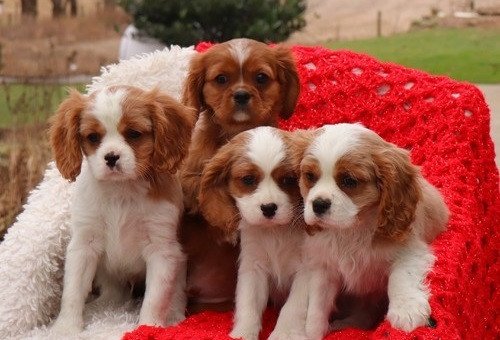 excellent-cavalier-king-charles-spaniel-puppies-big-0