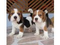 beautiful-beagle-babies-boy-available-small-0