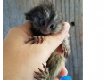 clean-and-special-x-mass-finger-marmoset-monkeys-447440524997-small-0