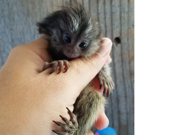 clean-and-special-x-mass-finger-marmoset-monkeys-447440524997-big-0